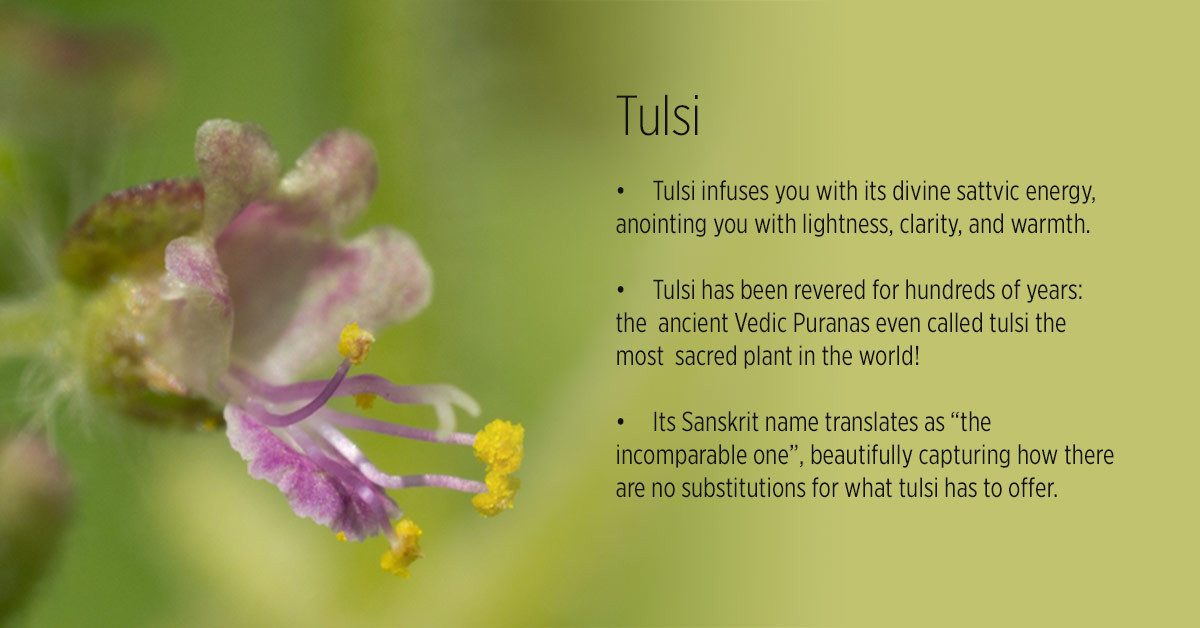 Tulsi Benefits & Uses in Ayurveda – tulsi infuses you with its diviine sattvic energy, anointing you with lightness, clarity and warmth. Tulsi holy basil has been revered for hundreds of years: the ancient vedic puranas even called tulsi the most sacred plant in the world. Tulsi’s Sanskrit name translates as “the incomparable one”, beautifully capturing how there are no substitutes for what tulsi has to offer.