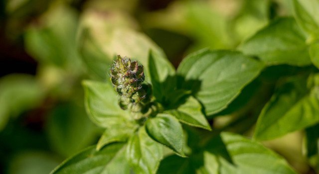 Adaptogenic Herbs of Ayurveda