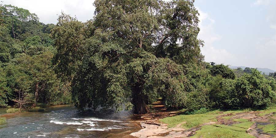 arjuna tree