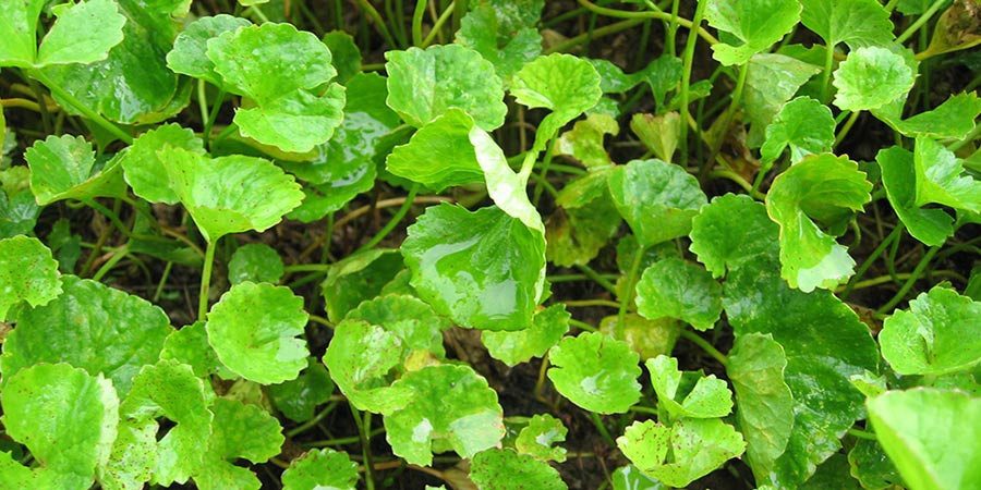brahmi plant