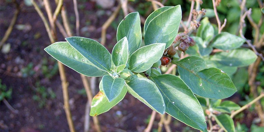 Ashwagandha Benefits Uses Side Effects Ayurvedic Herb Guides Banyan Botanicals