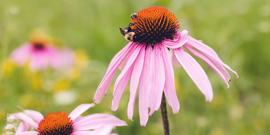 bee on echinacea flower