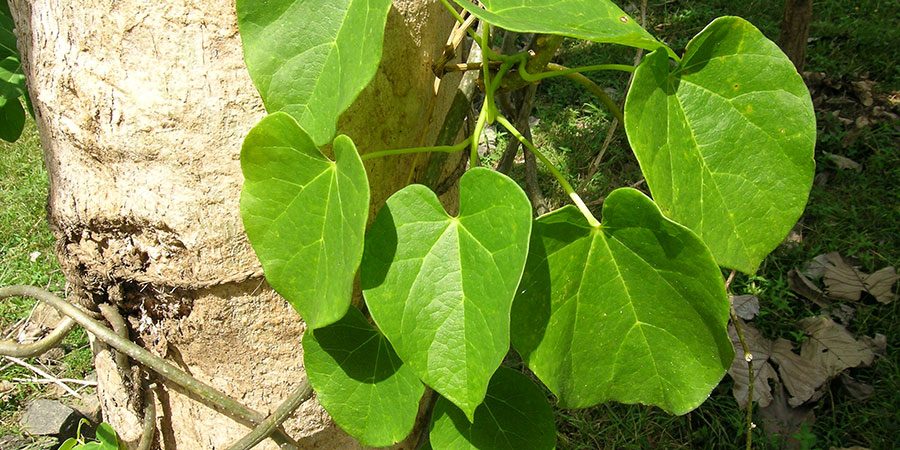 Guduchi plant