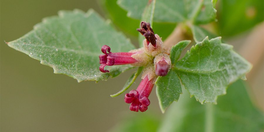 guggulu flower
