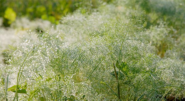Fennel: Getting to Know Your Herbal Allies