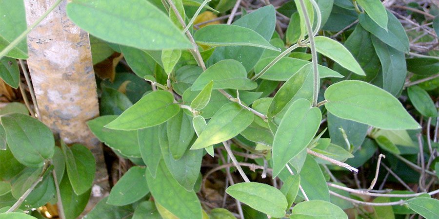 Gymnema Plants | Banyan Botanicals