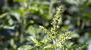 Getting to Know Your Herbal Allies: Tulsi