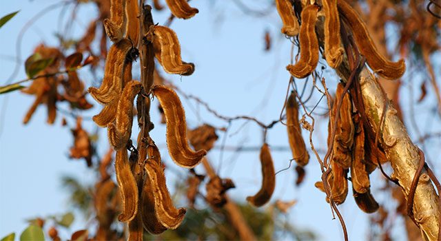 Mucuna Pruriens: Getting to Know Your Herbal Allies