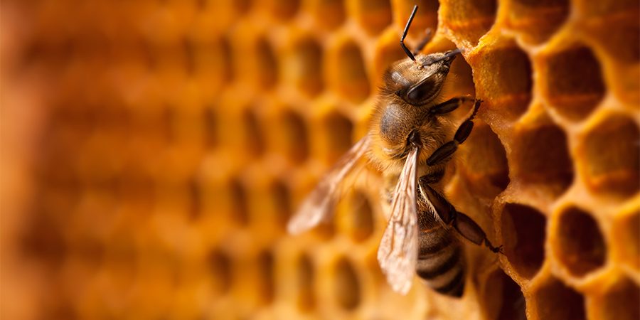honey bee on honeycomb 