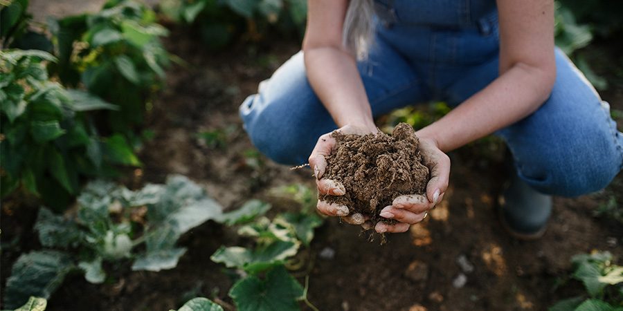 handful of healthy soil