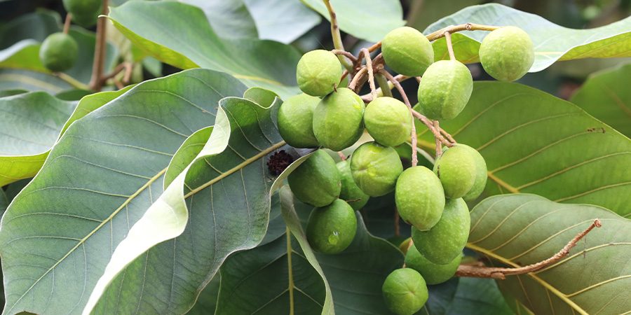 haritaki fruit on tree