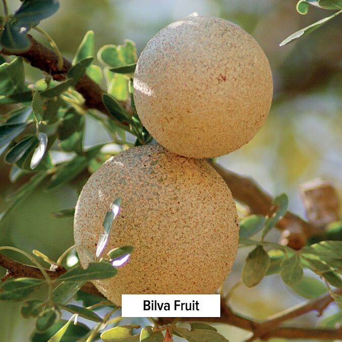 Bilva Powder | Aegle Marmelos | Bael Fruit Powder | Banyan Botanicals