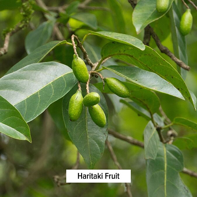 Haritaki Powder | Organic Haritaki Fruit Powder | Terminalia Chebula |  Banyan Botanicals