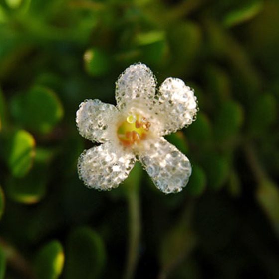 The Benefits of Bacopa