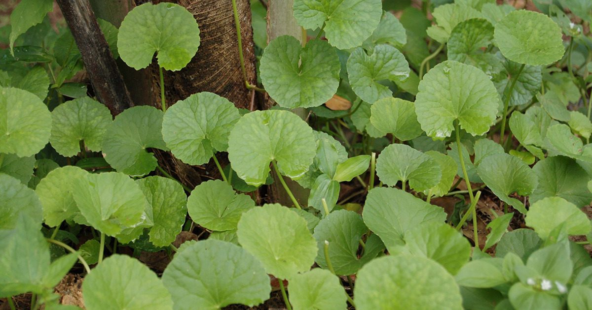 Brahmi Benefits - Gotu Kola Side Effects & Uses - Ayurvedic Herb Guides |  Banyan Botanicals