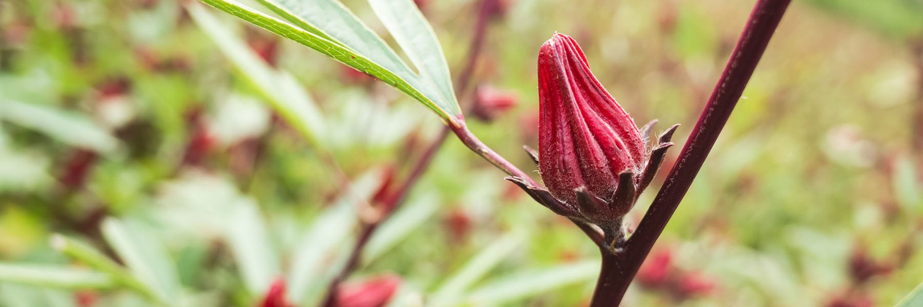 info uploads benefits of hibiscus
