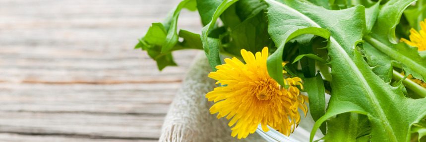 Delectable Spring Dandelion Greens Recipe to Balance Kapha