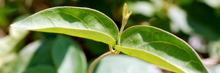 Shardunika (Gymnema sylvestre): Getting to Know Your Herbal Allies