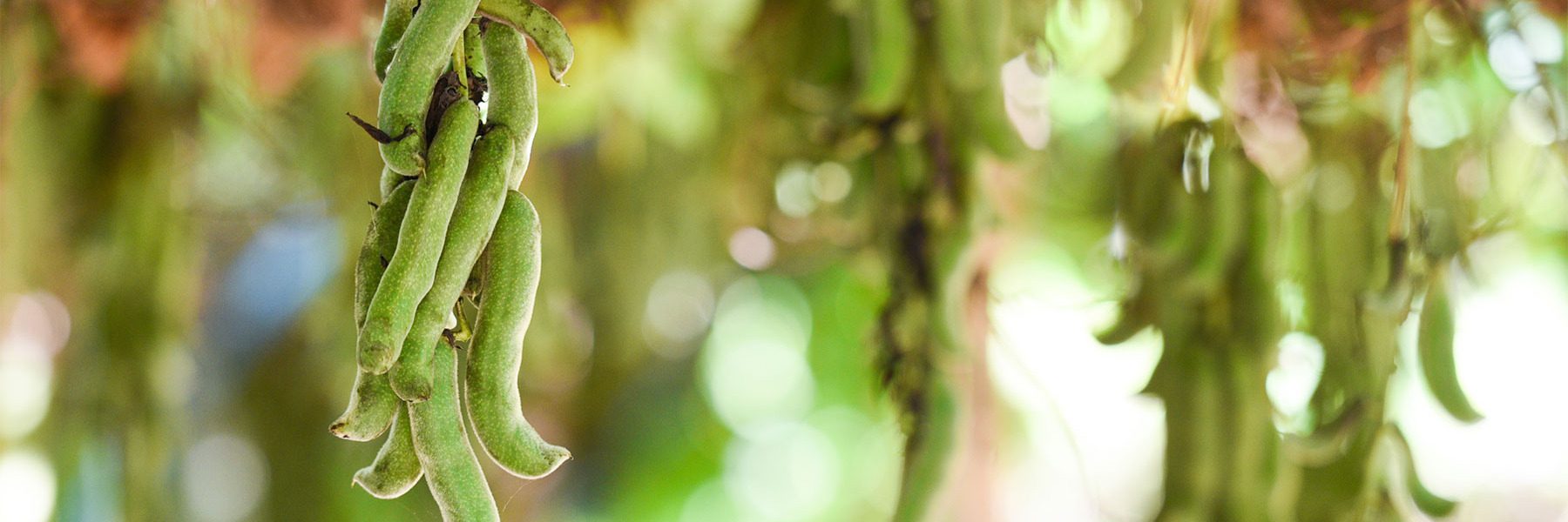 Mucuna Pruriens Benefits & Uses - Ayurvedic Herb Guides | Banyan Botanicals