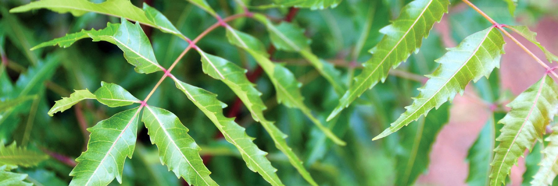 Neem Benefits for Skin & Health - Ayurvedic Herb Guides | Banyan Botanicals
