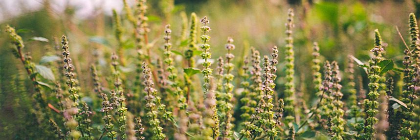 6 Herbs for a Bright and Healthy Spring