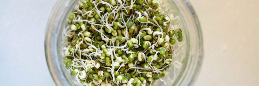 How to Sprout Green Mung Beans