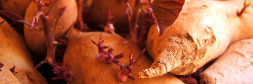 Sweet Potato Halva Recipe
