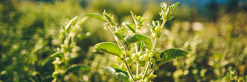How and When to Take Ashwagandha