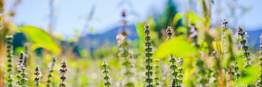 Tulsi (Holy Basil): Getting to Know Your Herbal Allies